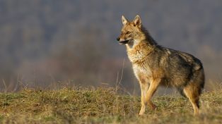 Chore lisy przy białostockiej parafii. Radny apeluje o interwencję