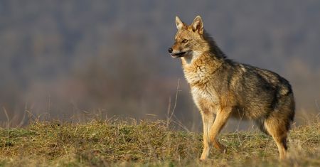 Chore lisy przy białostockiej parafii. Radny apeluje o interwencję