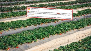 Niemcy ogłosili zarobki. Natychmiastowe reakcje Polaków