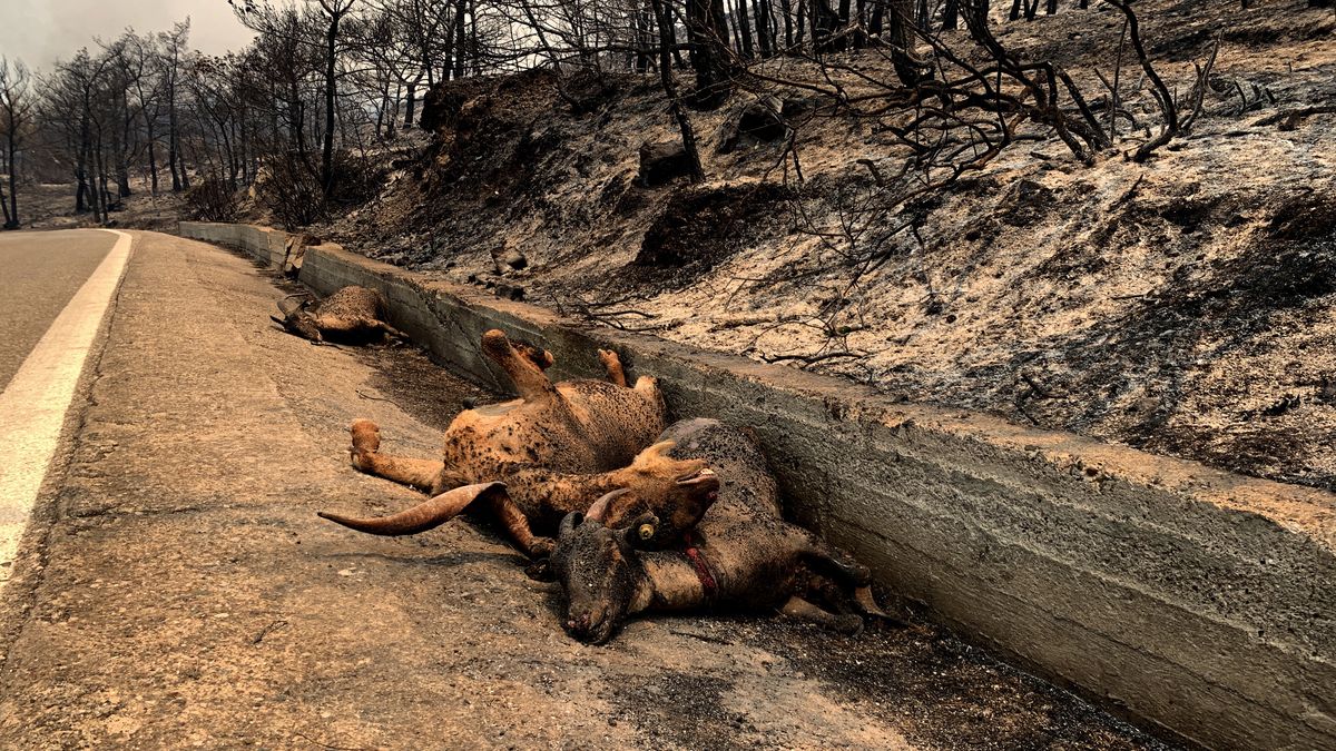 Martwe daniele leżą wzdłuż dróg na Rodos