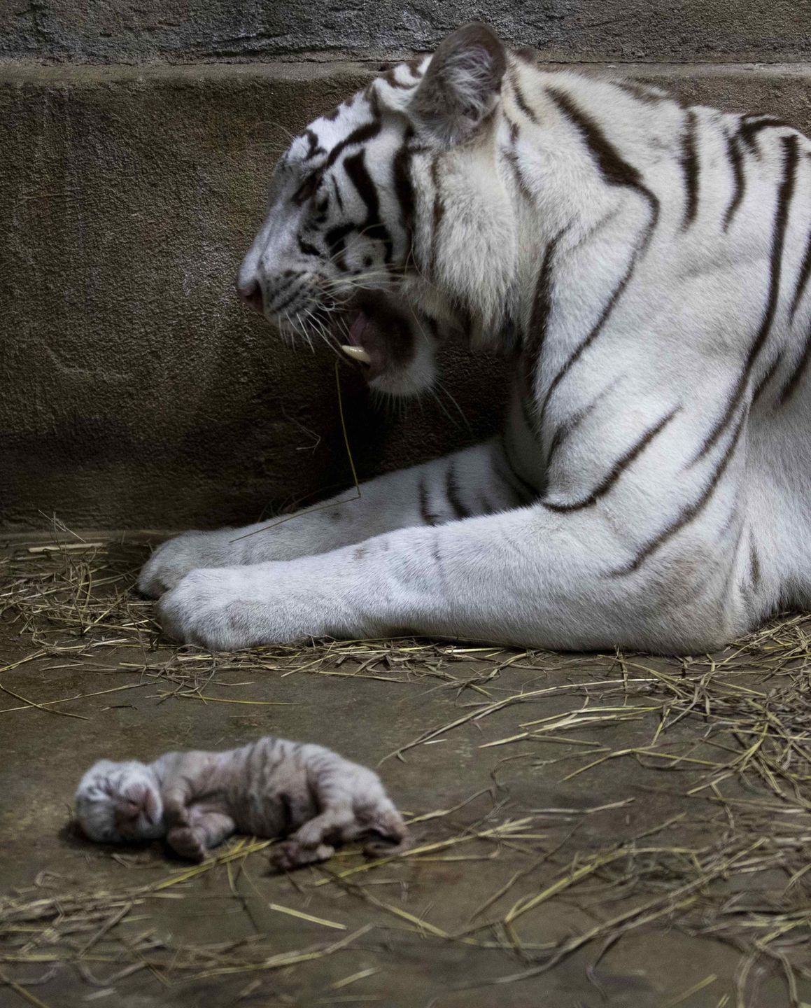 Niezwykłe wydarzenie w zoo w Nikaragui. Samica tygrysa bengalskiego urodziła trzy młode 2