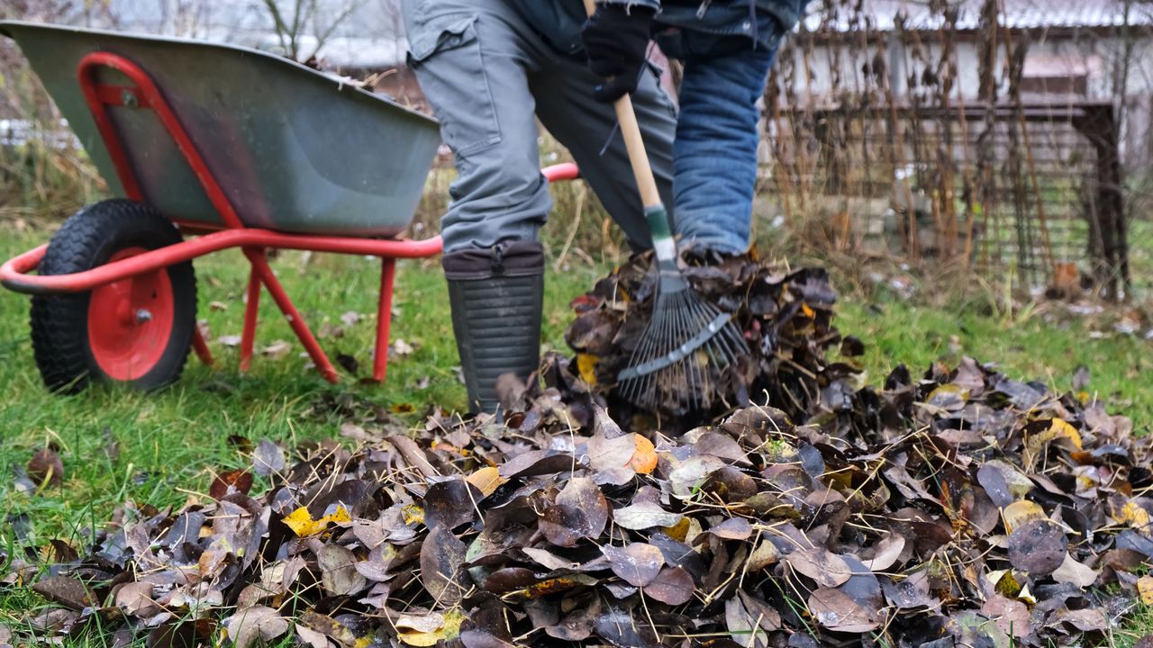 "Czarne złoto ogrodnika". Genialny patent na pozbycie się liści