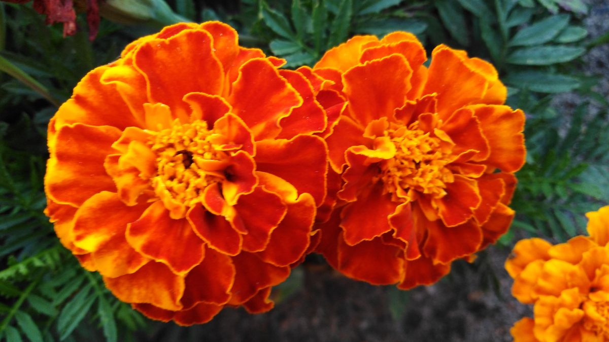 Aksamitka - wymagania, pielęgnacja, gatunki i odmiany