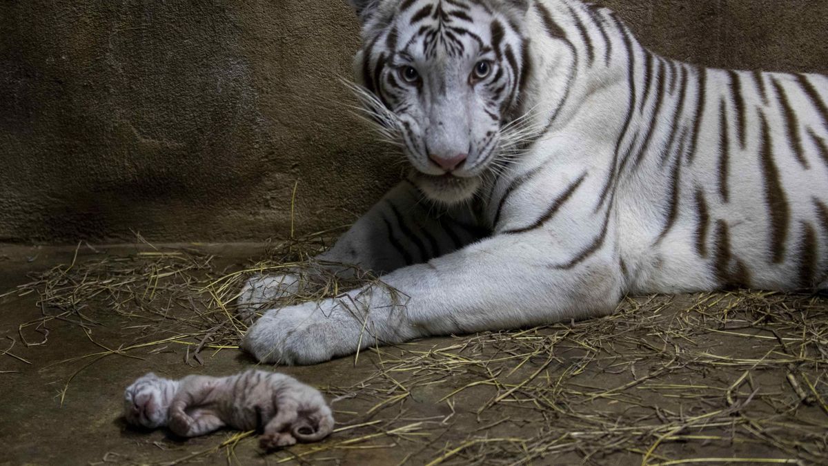 Niezwykłe wydarzenie w zoo w Nikaragui. Samica tygrysa bengalskiego urodziła trzy młode 1