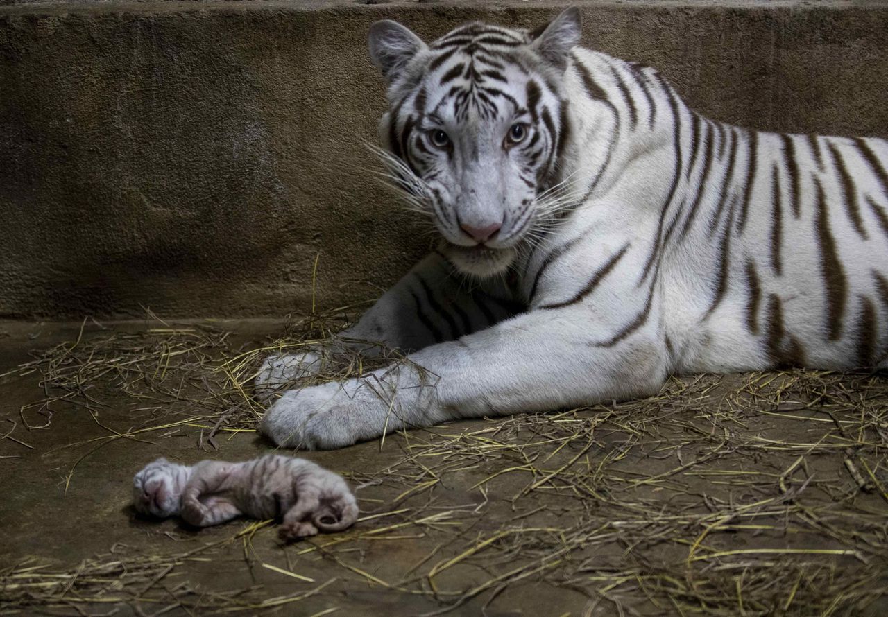 Niezwykłe wydarzenie w zoo w Nikaragui. Samica tygrysa bengalskiego urodziła trzy młode