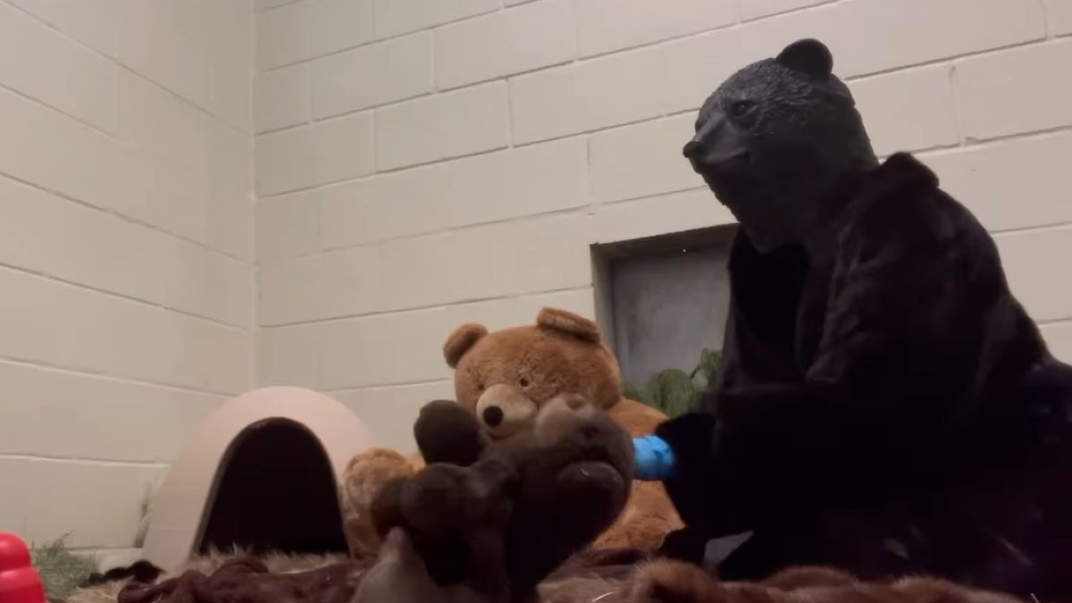 Tak pomagają porzuconemu niedźwiadkowi