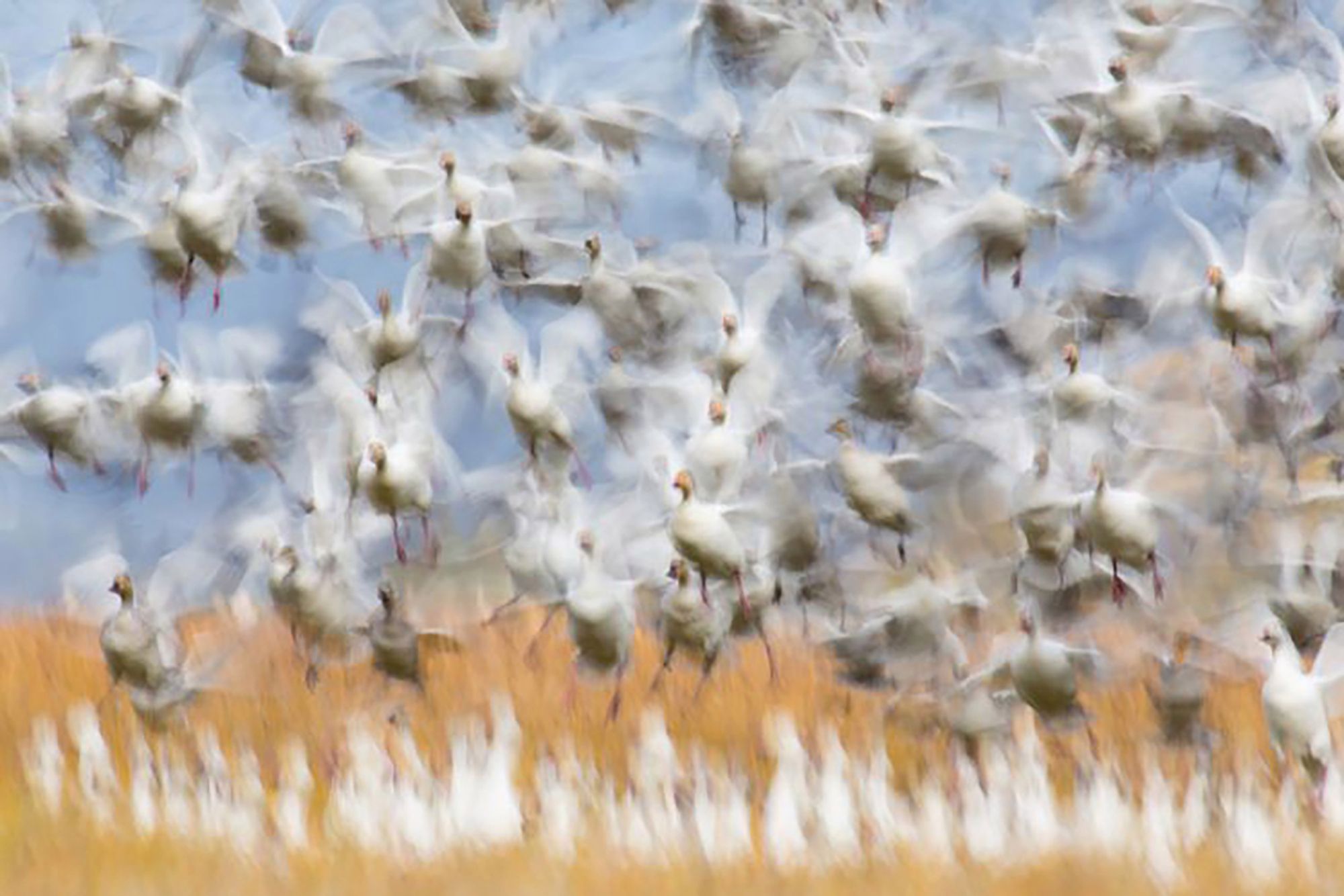 Najpiękniejsze zdjęcia przyrody w konkursie GDT Nature Photographer of the Year 2
