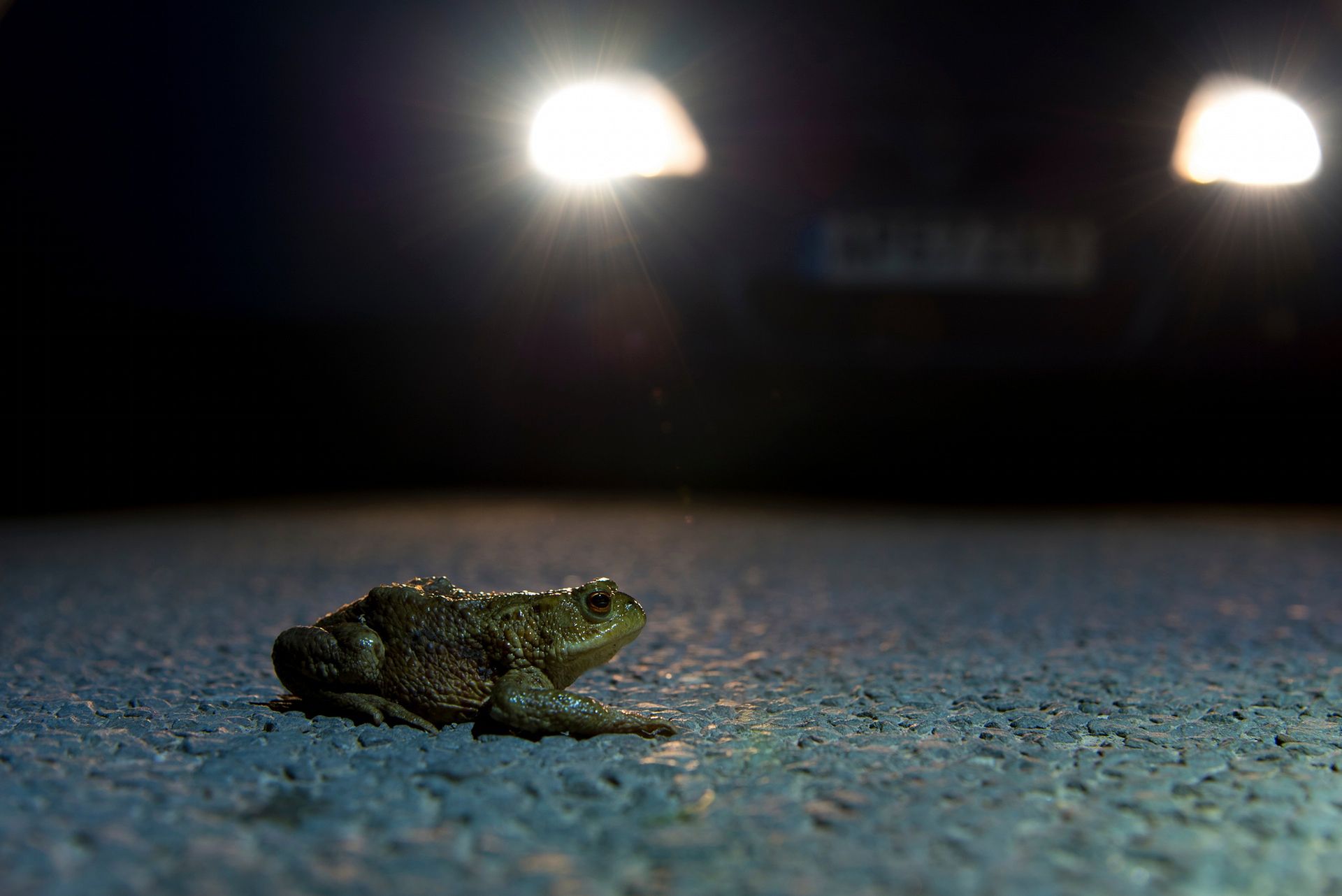 The British Wildlife Photography Awards 2015, czyli fotografia przyrody w najlepszym wydaniu 13
