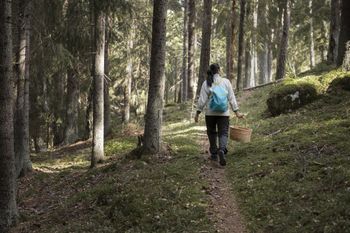 Współpracują z grzybami. "Las jest bardziej odporny na suszę i choroby"