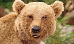 Włoskie niedźwiedzie łagodnieją. Powód zaskakuje