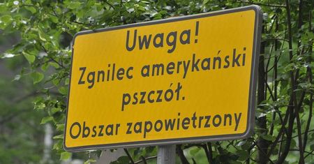 Zgnilec amerykański atakuje pszczoły w regionie. Czy jest groźny dla ludzi?