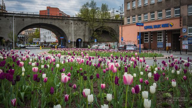 Warszawa w tulipanach. Stolicę zalało morze kwiatów [GALERIA]