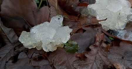 Odkrycie w lesie w Nowej Hucie. Grzybiarz nie miał pojęcia, czym jest