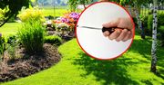 Wbij śrubokręt w ziemię. Ten test uratuje twój trawnik