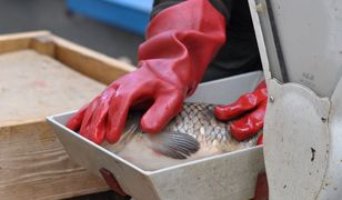 Sprzedaż żywego karpia. Kara grozi także kupującym