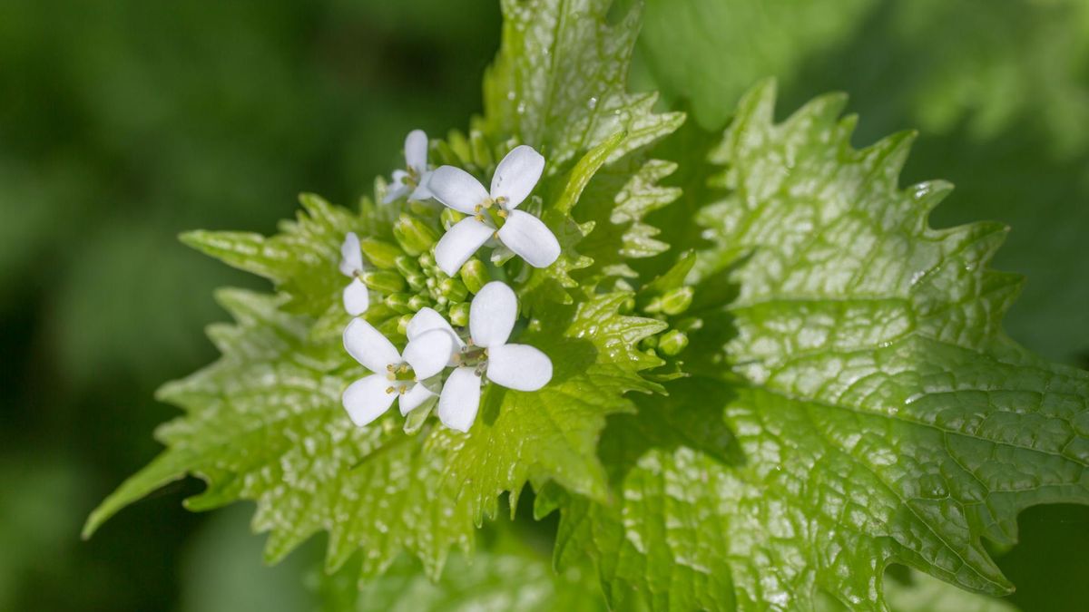Czosnaczek pospolity (Alliaria petiolata) wywodzi się z rodziny kapustowatych. Cechą charakterystyczną tej rośliny jest czosnkowy zapach (wynika to z faktu, że czosnaczek zawiera w swoim składzie związki siarki).