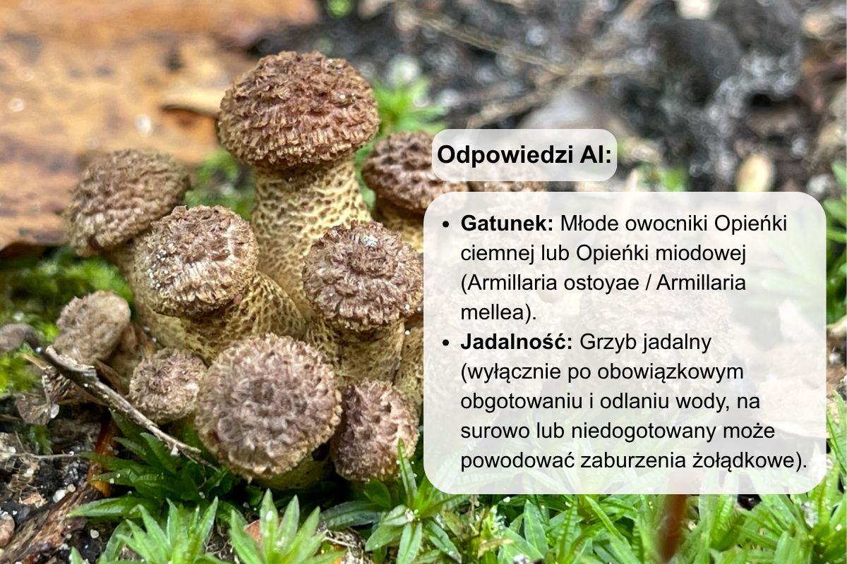 W przypadku młodych opieniek ciemnych AI zachowała zbyt dużą ostrożność