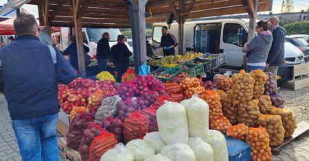 Skup płaci 18 groszy za kilogram. Cebula zostaje na polu, bo zbiór się nie opłaca