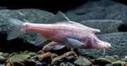 Naukowcy odkryli jednorożca. To ryba