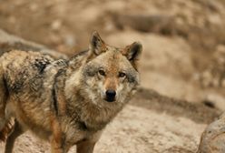 Wilki w Piekarzewie. Rosną obawy mieszkańców