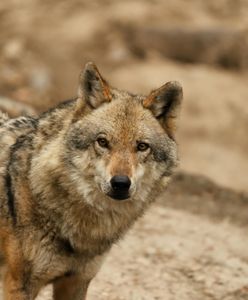 Wilki w Piekarzewie. Rosną obawy mieszkańców