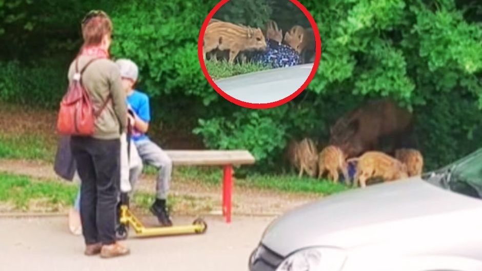 Dzik ukradł dziecku plecak. Świadkom zdarzenia zabrakło wyobraźni