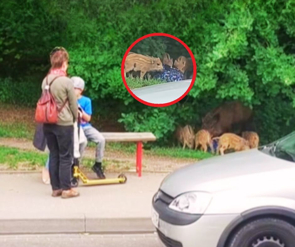 Wszystko się nagrało. Wystarczyła chwila nieuwagi