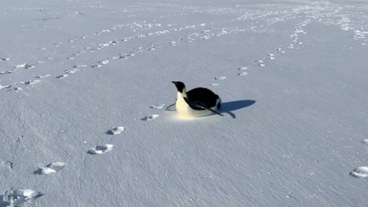Do antarktycznej ekspedycji dołączył pingwin cesarski