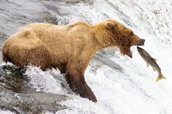 Niedźwiedzie zmieniają dietę. Nowe badanie pokazuje jak
