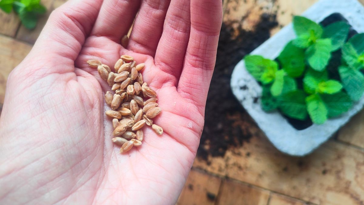 Tak przygotowuję nasiona przed siewem 