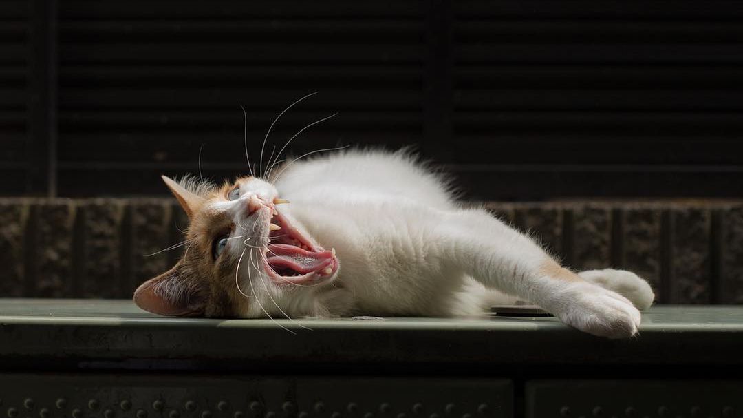 Co kryją w sobie pyszczki japońskich bezdomnych kotów? 1