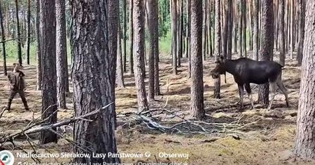Łoś pogonił człowieka w lasach pod Sierakowem. Leśnicy pokazali nagranie