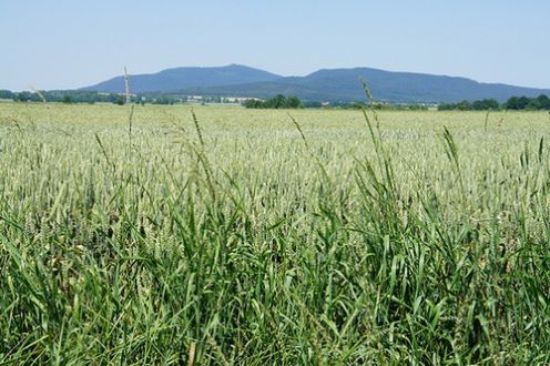 Sony NEX-5 - test [część 2] 17