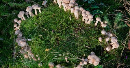 Czarcie koło w lesie. Tajemniczy krąg z grzybów od wieków kojarzony był z czarami