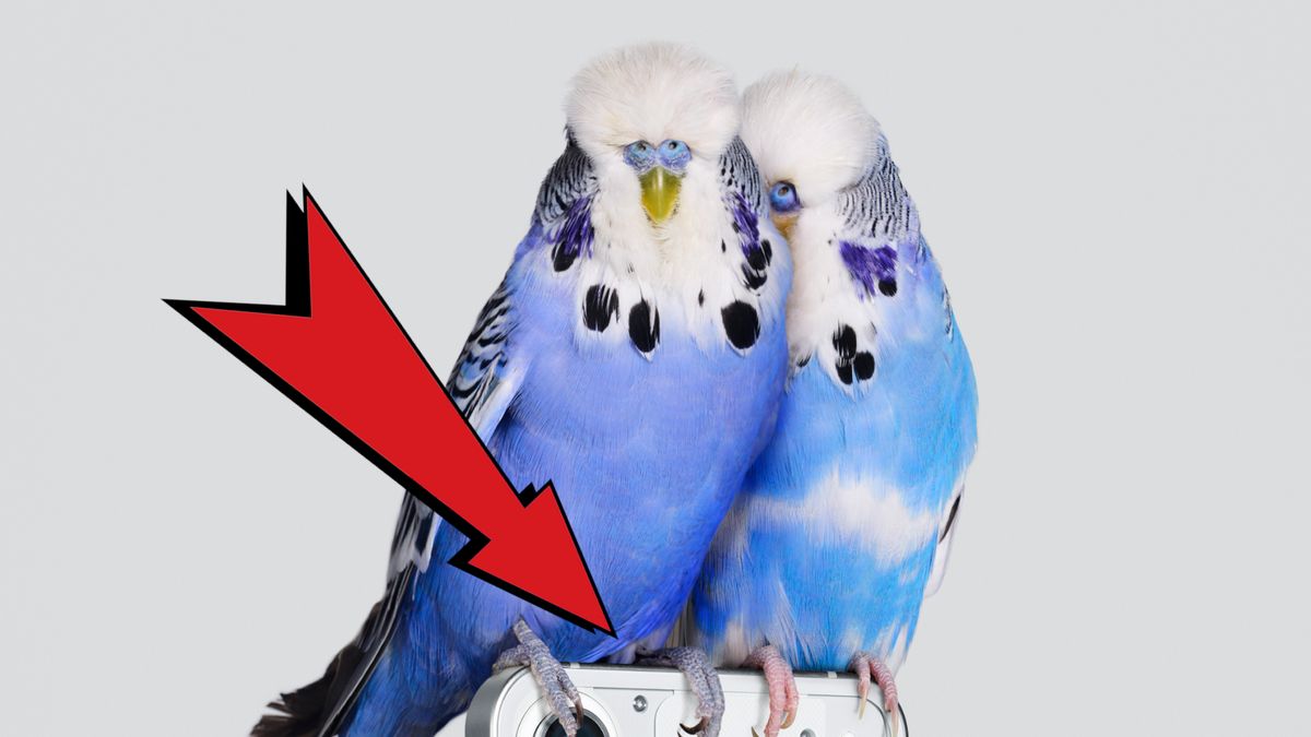 Tak wygląda Nothing Phone (1). A przynajmniej jego kawałek 1