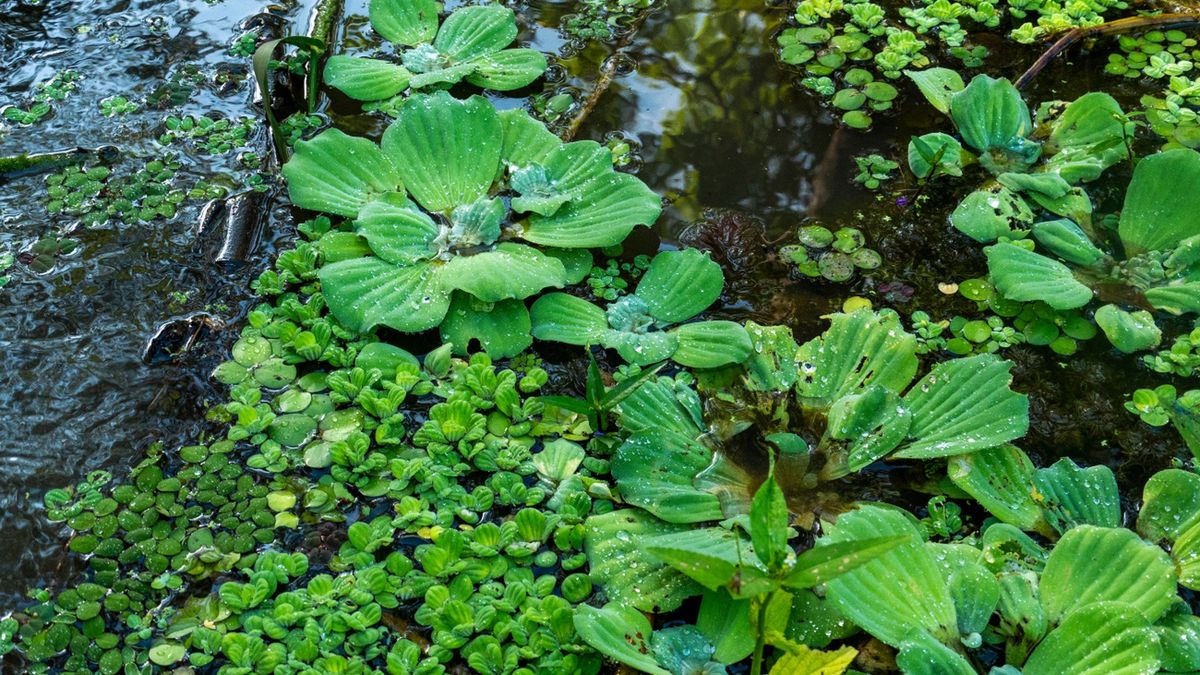 Za uprawę zakazanych gatunków grożą ogromne kary