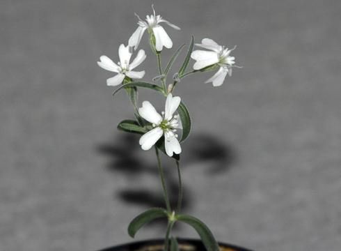 Prehistoria - wersja doniczkowa 2