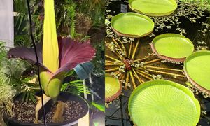 Dziwaczne rośliny w Polsce. Nie tylko dziwidło olbrzymie