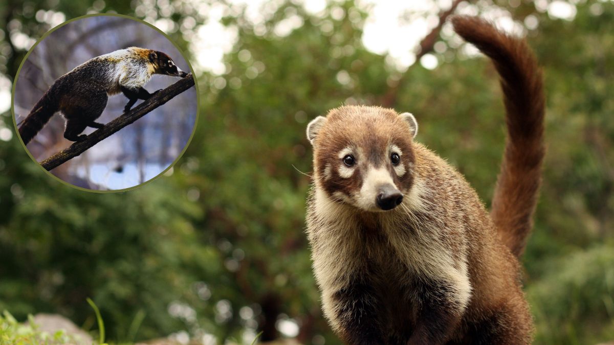 Ostronos białonosy.