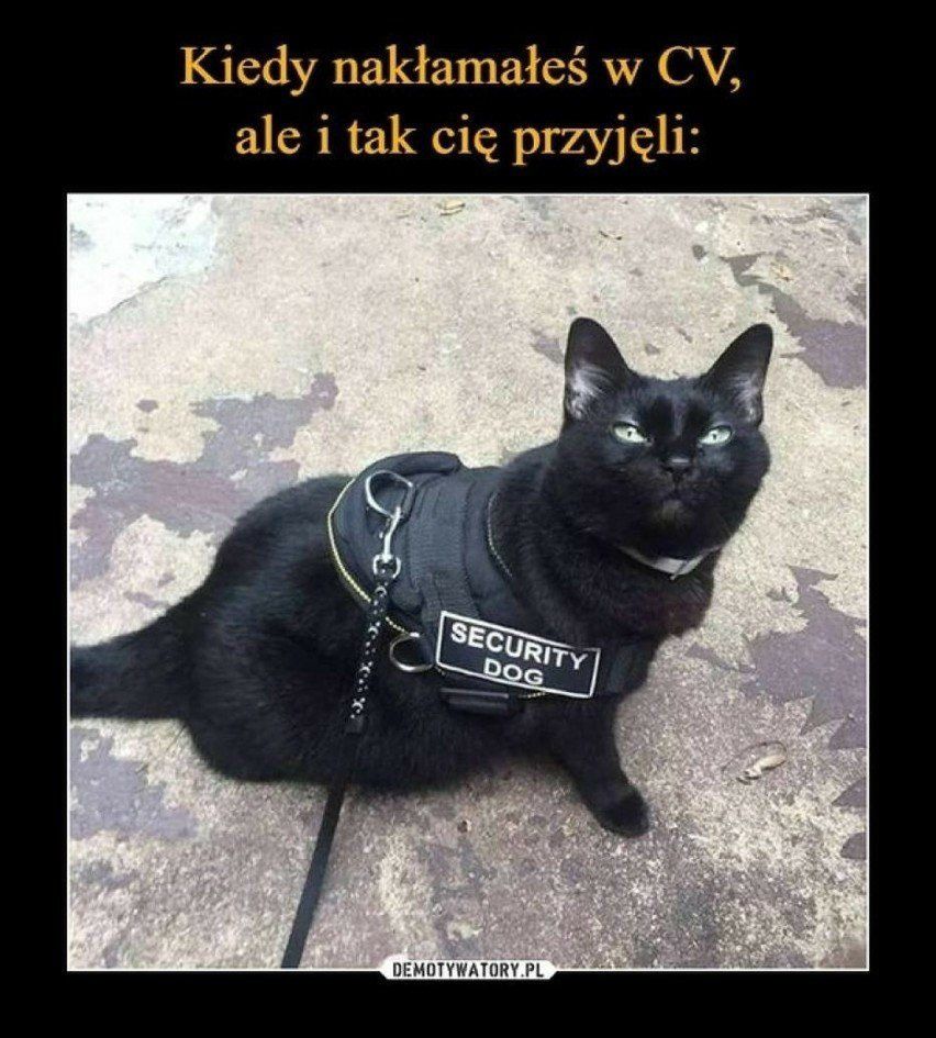 Memy na Dzień Kota
