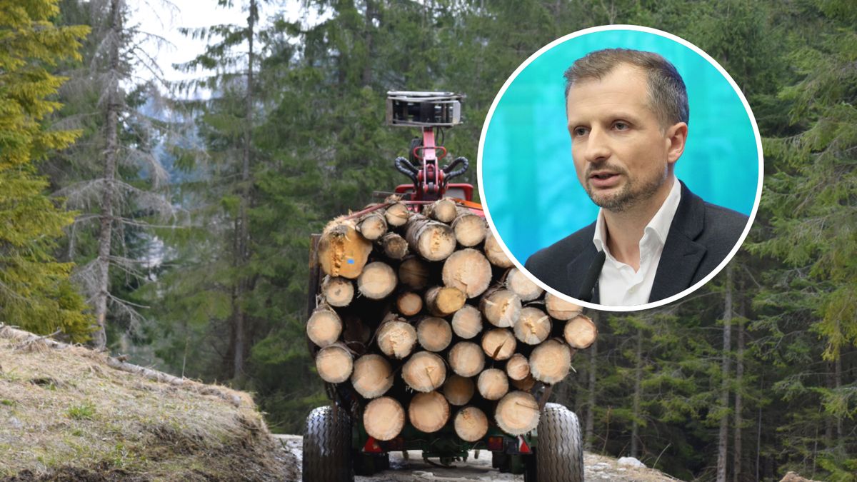 W I połowie 2024 r. eksport polskiego drewna do Chin wzrósł