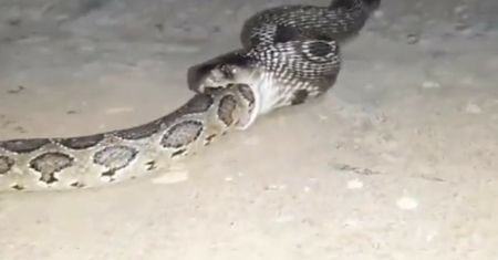 Kobra pożarła całego pytona birmańskiego. Wideo świadka