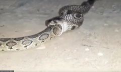 Kobra pożarła całego pytona birmańskiego. Wideo świadka