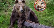 Niedźwiedzie w pobliżu przedszkola. Gmina ostrzega