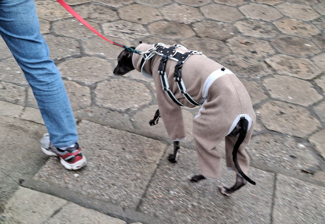 "Jak najszybciej przestańcie". Weterynarz ostrzega