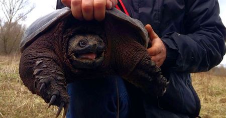 Złapali go pod Warszawą. Ma 10 kg. Jest w stanie odgryźć ludzką rękę