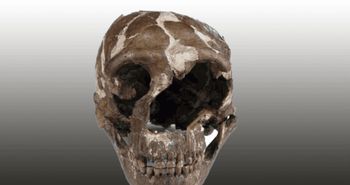 Nie wyginęli? Mogą być z nami bardziej związani niż myśleliśmy