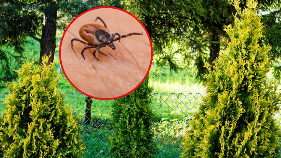 Kleszcze będą uciekać. Koniecznie posadź w ogrodzie