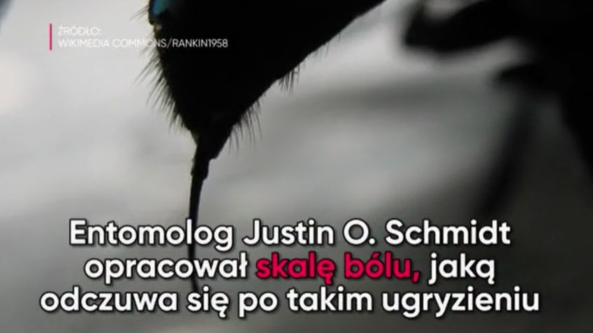 Ból po ukąszeniu owadów jest bardzo różny 