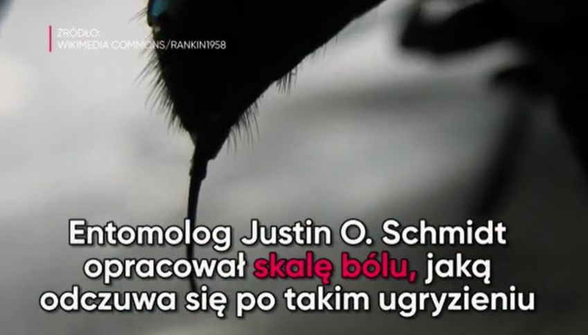 Który z owadów żądli najboleśniej? (WIDEO)